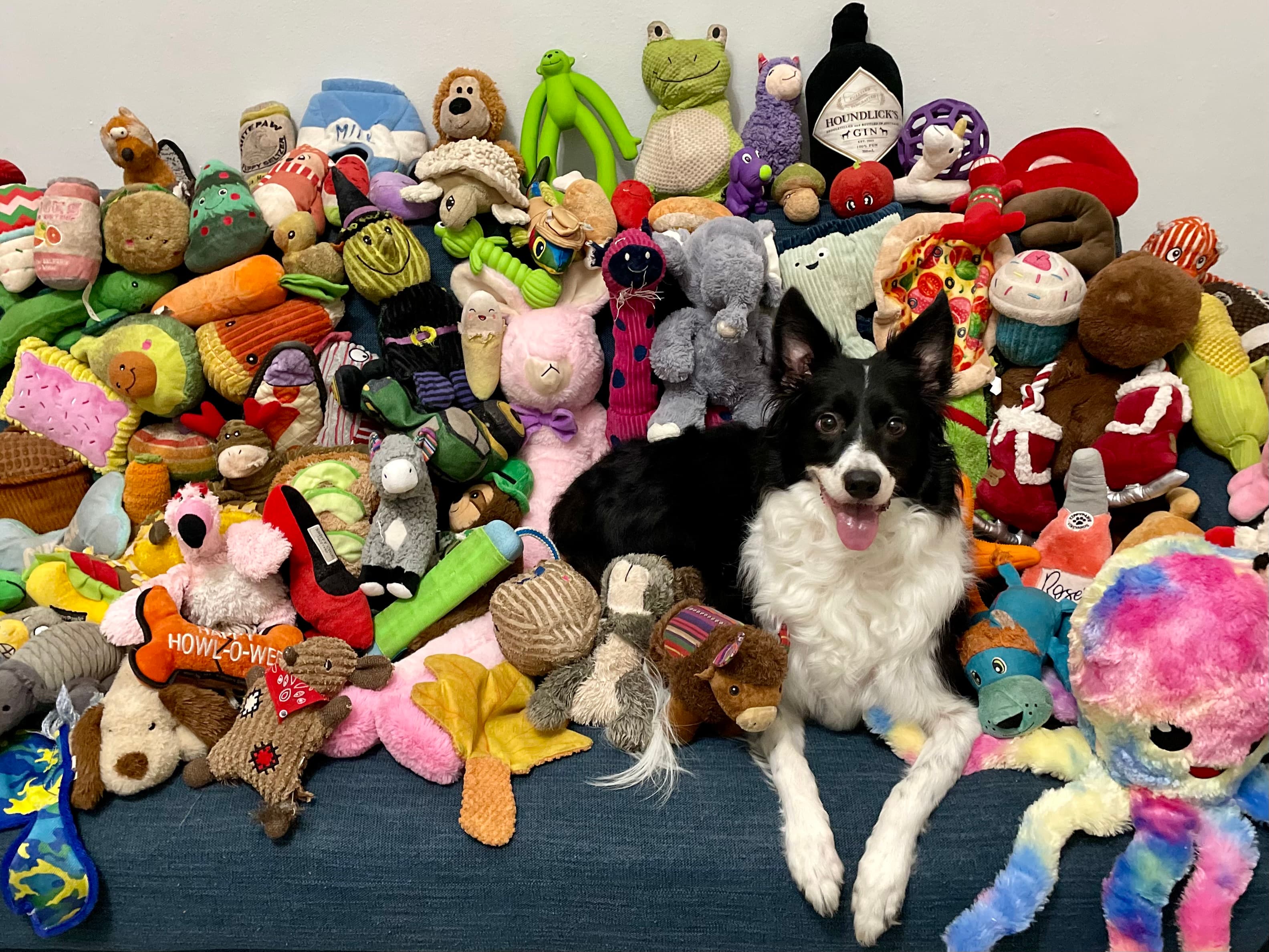 Basket, the gifted word learner border collie